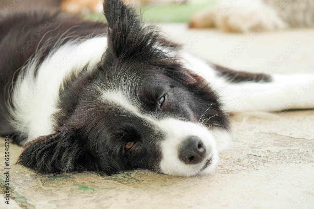 Fototapeta premium Pies złapany w zbyt dużym upale