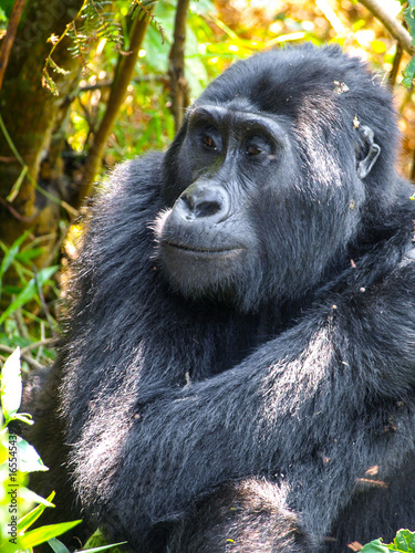 Cute female gorilla in natural habitat, Uganda, Africa © pyty