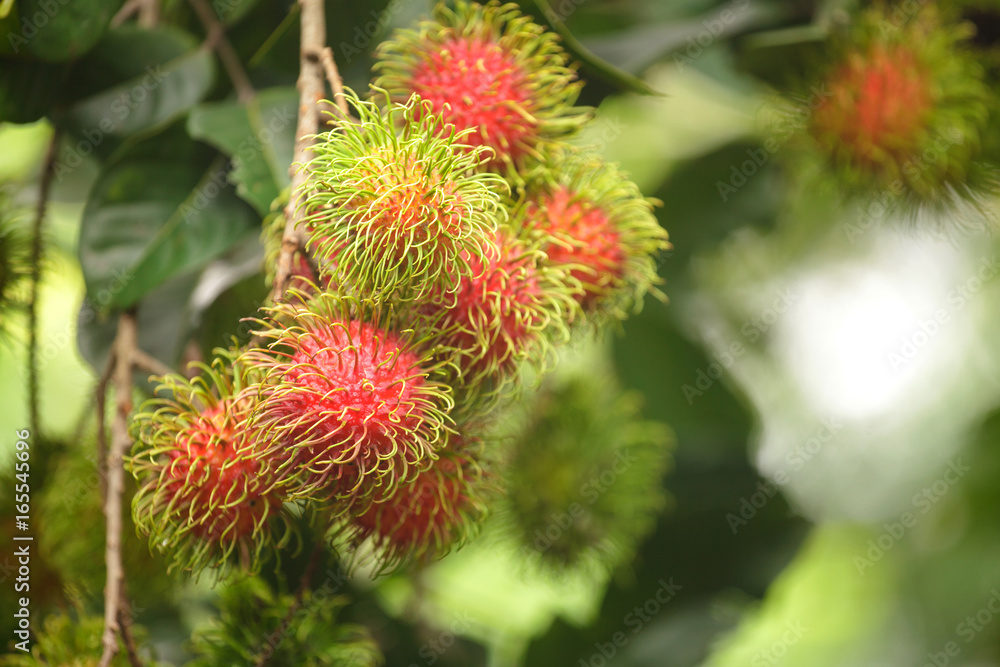 Rambutan farm, rambutan fruits on tree
