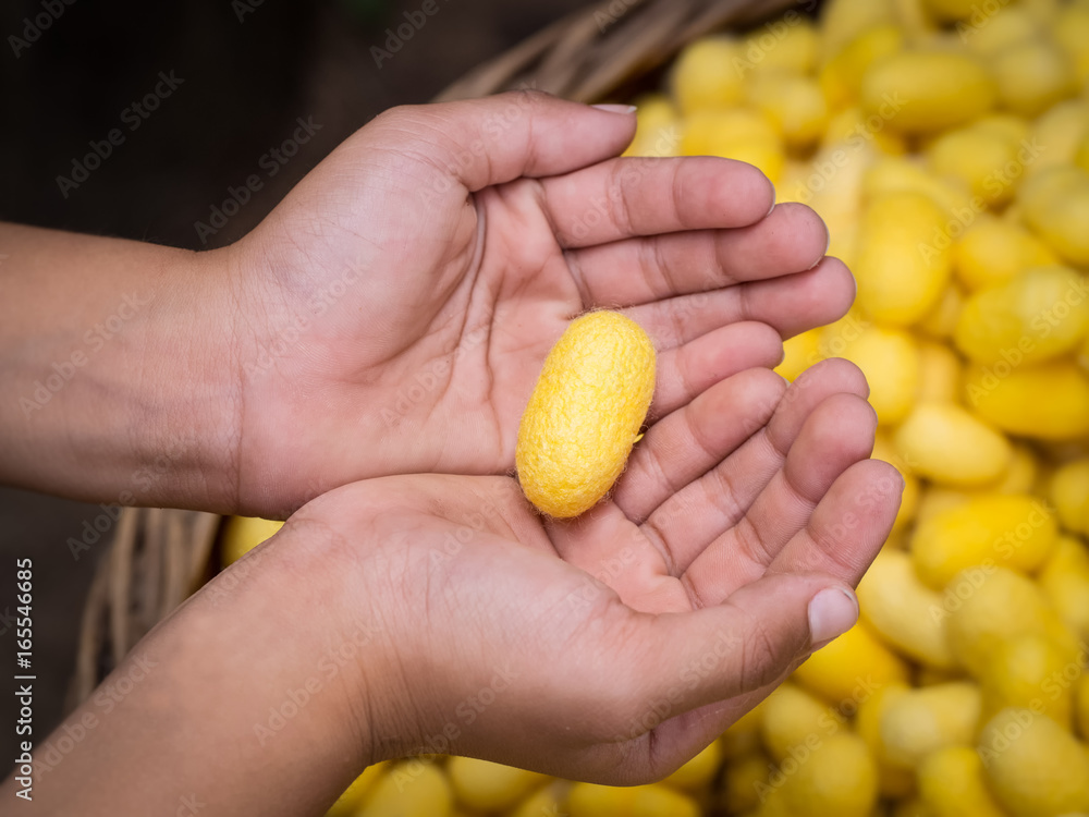 Golden cocoon on hand. Golden cocoon on hand.