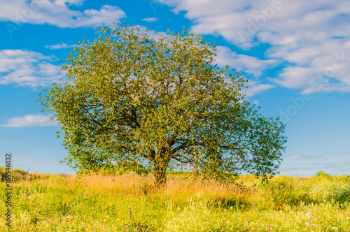 lonely tree on a Sunny day on the flower meadow