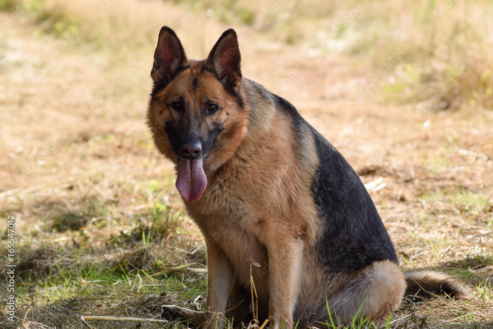 Fototapeta premium Berger Allemand