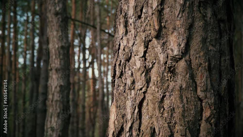 View of the brown bark of a pine tree in a summer forest View of the brown bark of a pine tree in a summer forest