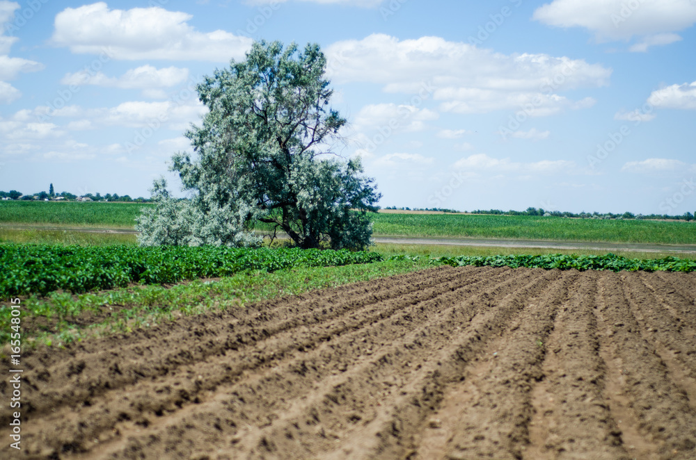 Rows for sowing Rows for sowing