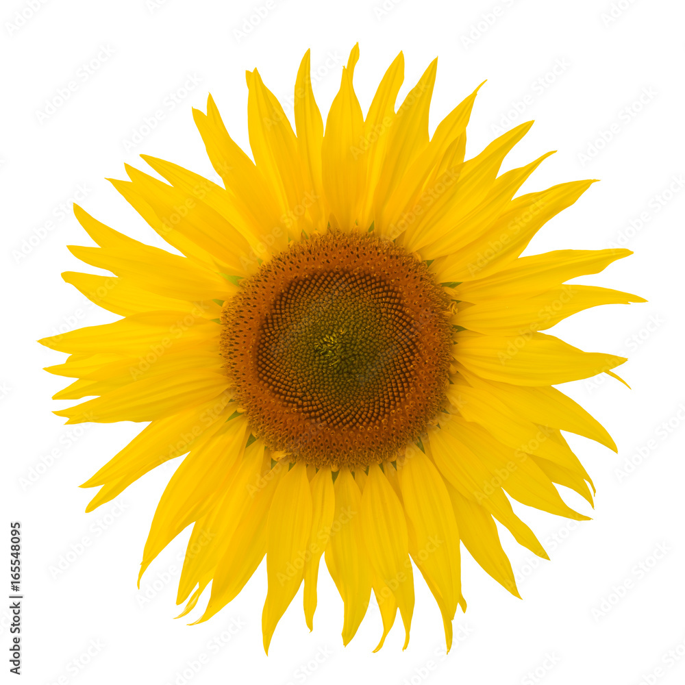 Sonnenblume Blüte freigestellt auf weissem Hintergrund mit ...