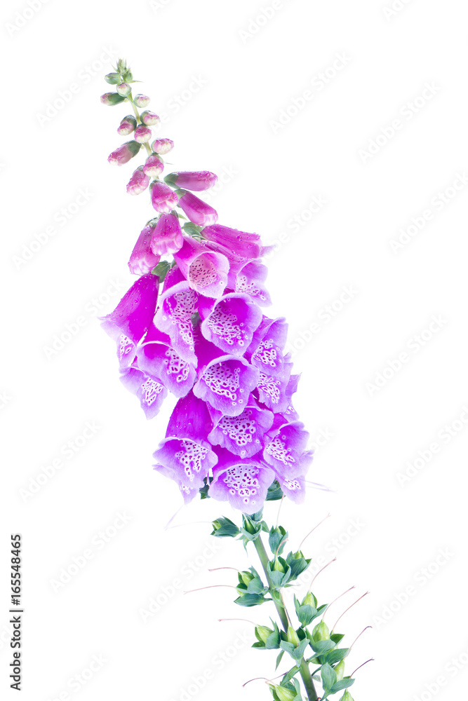 Digitalis of a garden on white Digitalis of a garden on white