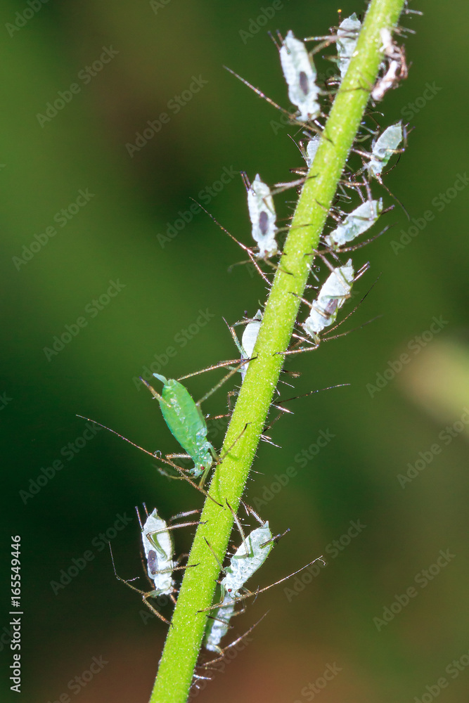 Pea Aphids (Acyrthosiphon pisum), or plant lice, on the stem of a plant in the garden
