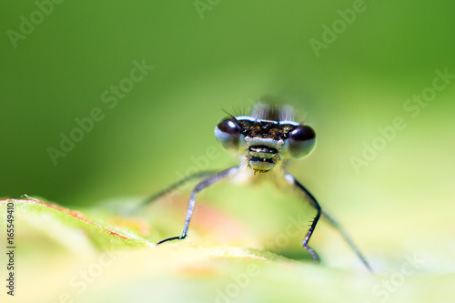 Close up portrait of a beautiful Azure damselfly (Coenagrion puella) in the Netherlands 