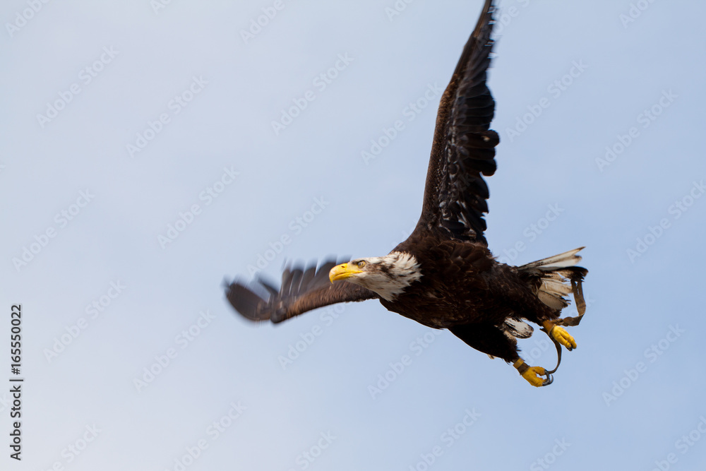 Obraz premium Weißkopfseeadler im Flug