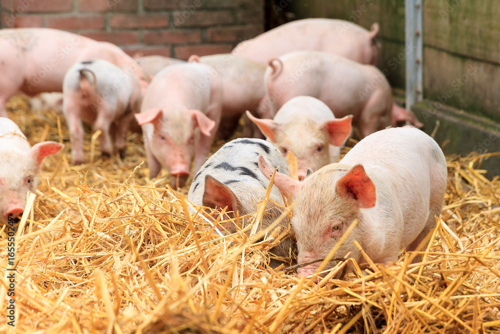 Cute baby piglets (sus scrofa) in straw Cute baby piglets (sus scrofa) in straw