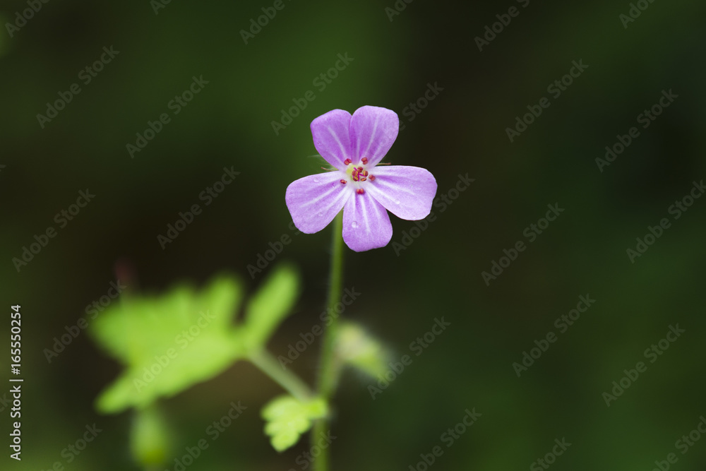 Geranium palustre, blooming, close up