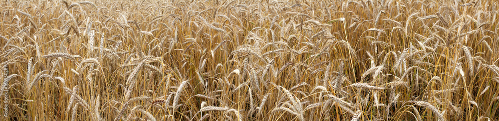 Panoramic image of a wheat field. Panoramic image of a wheat field.