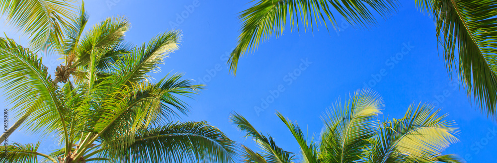 Fototapeta premium Green palms and blue sky.