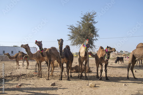 Nagaur Cattle Fair is a place for the locals to gather, buy and sell their cattle photo