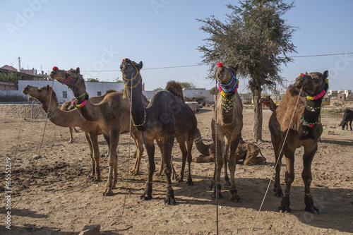 Nagaur Cattle Fair is a place for the locals to gather, buy and sell their cattle