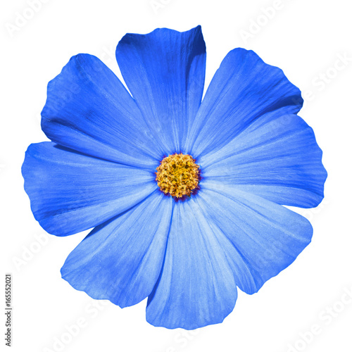 Blue flower Primula isolated on white © boxerx