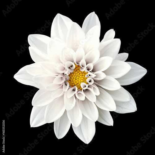 Tender white flower dahlia macro isolated on black