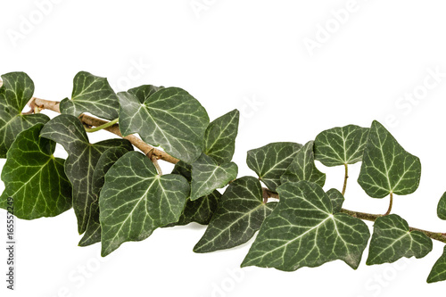 Green Ivy branch, isolated on white background