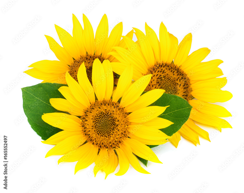 Fototapeta premium Three sunflowers with leaves isolated on white background