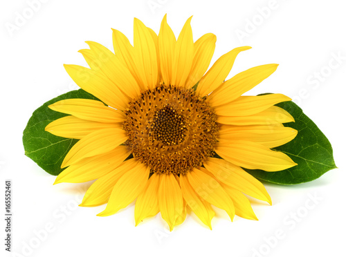 sunflower with leaves isolated on white background close-up © kolesnikovserg