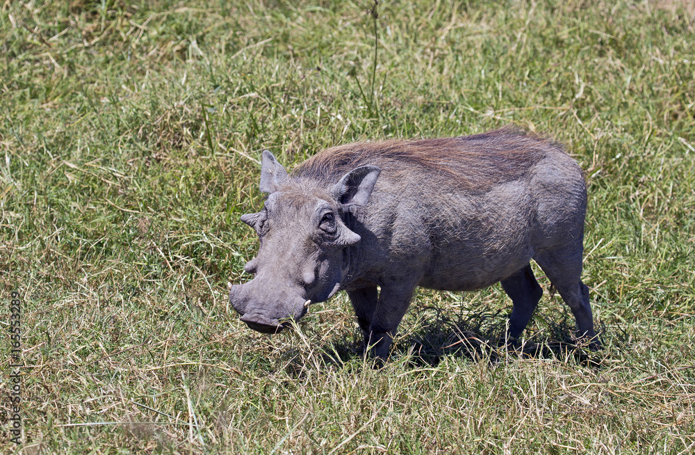 Warthog taken in Ngorongoro crater, Tanzania Warthog taken in Ngorongoro crater, Tanzania