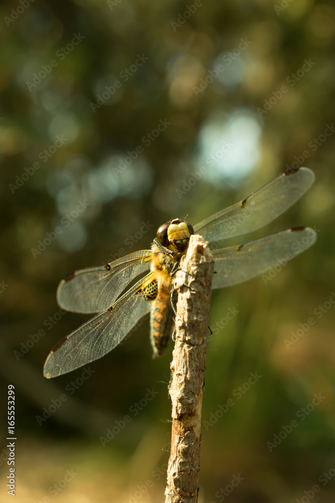 Four-spotted chaser dragonfly close-up. Four-spotted chaser dragonfly close-up.