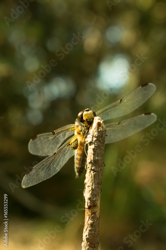 Four-spotted chaser dragonfly close-up.