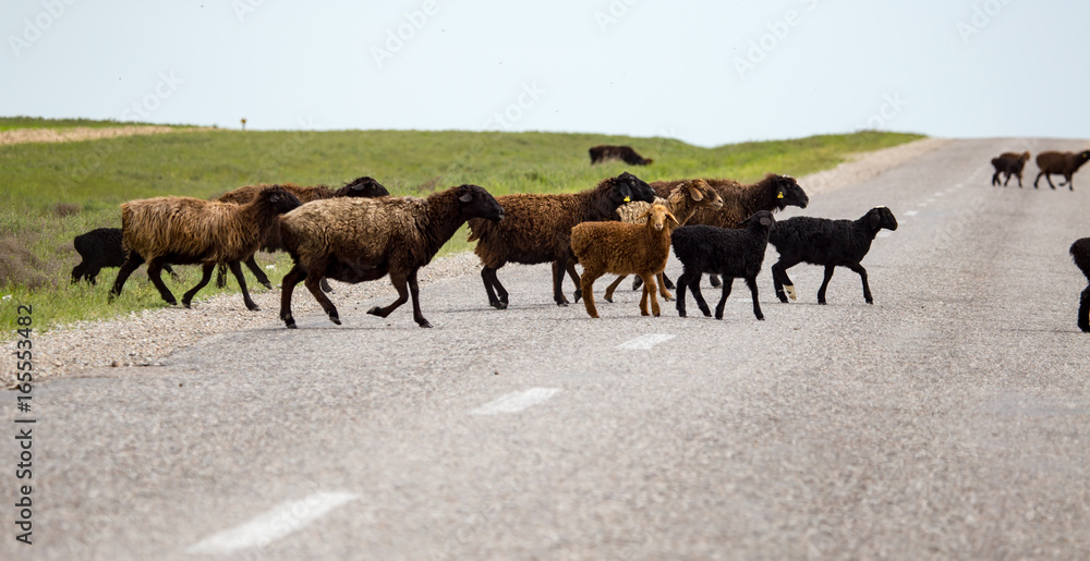 Fototapeta premium A herd of rams cross the road