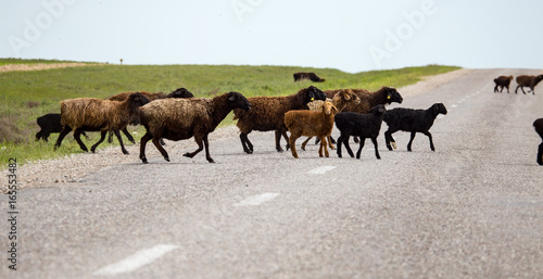 A herd of rams cross the road