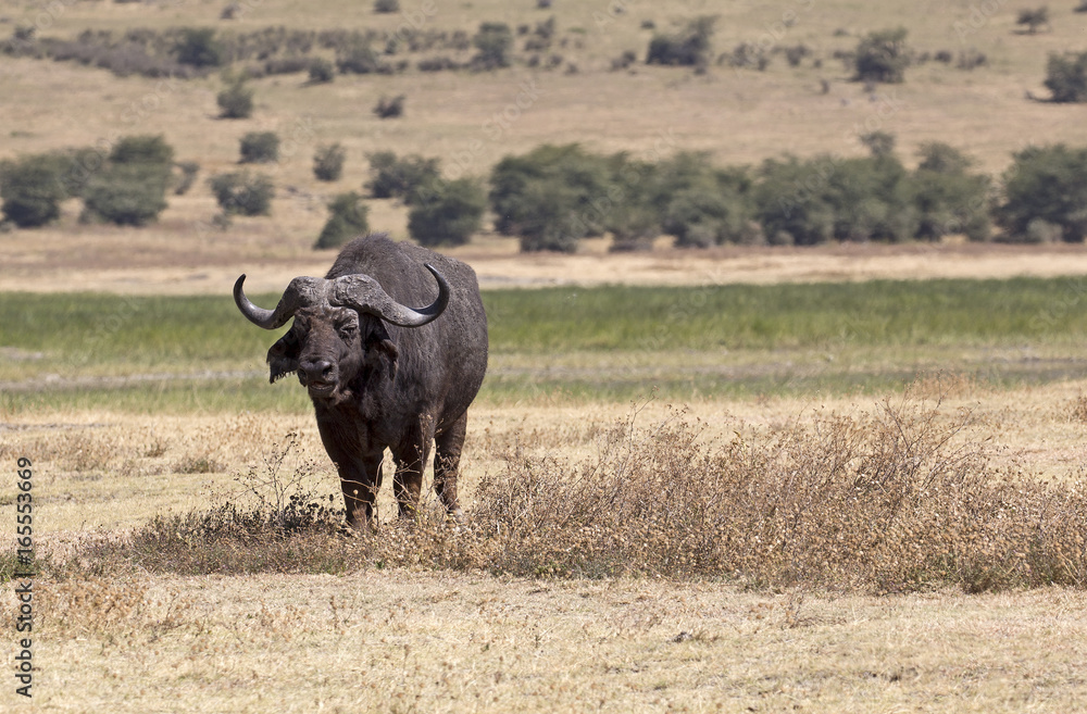 Obraz premium Wild buffalo in Ngorongoro crater, Tanzania
