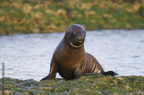 Sea Lion baby