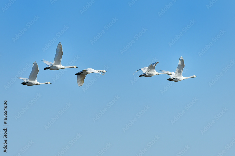 白鳥の群れ 白鳥の群れ