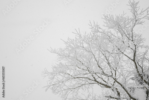 Tree covered with snow on winter storm day in forest mountains .