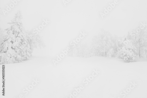 Tree covered with snow  on winter storm day in  forest mountains . © jannoon028
