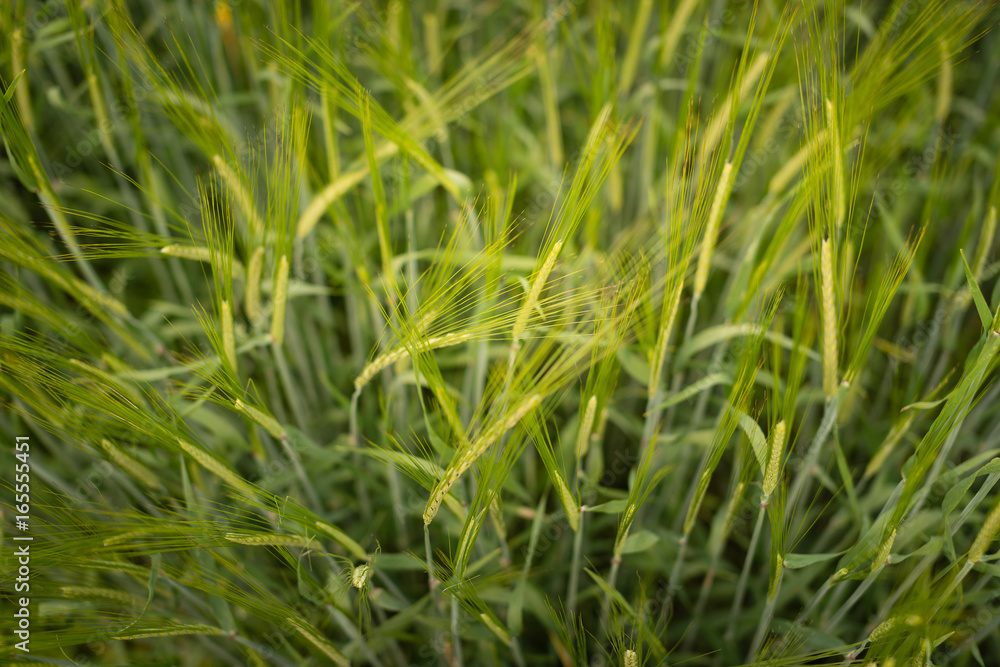 Green wheat in the field on a summer day Green wheat in the field on a summer day