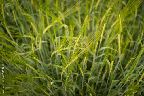Green wheat in the field on a summer day