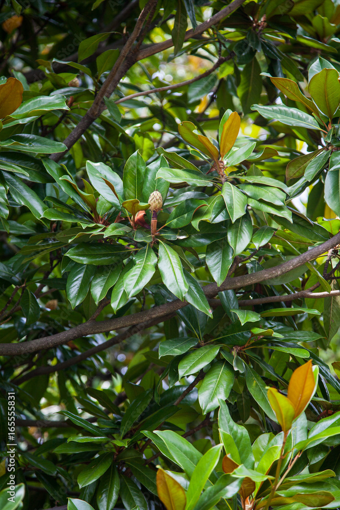 Fototapeta premium Magnolia leaves, tree.