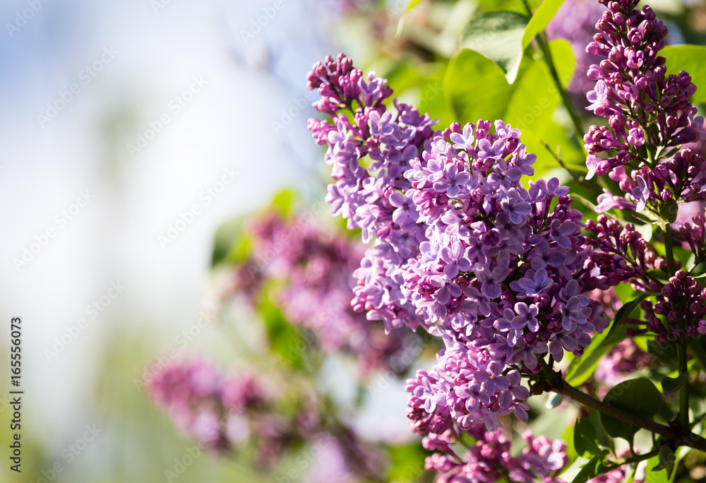 Beautiful lilac flowers in the nature Beautiful lilac flowers in the nature