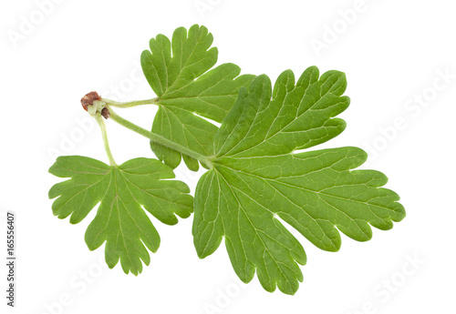 Gooseberry fruit on white photo