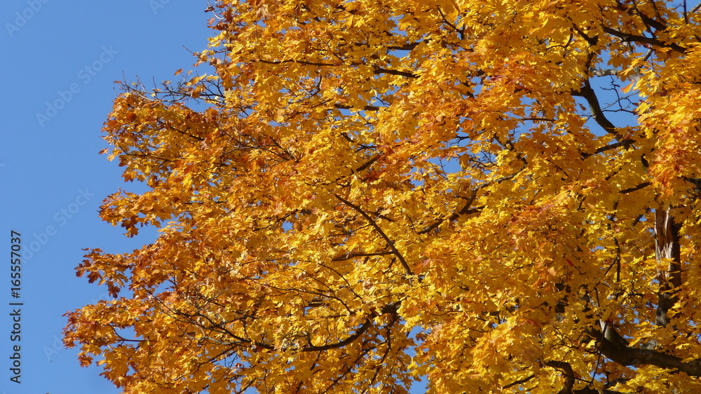 Bäume mit Herbstfärbung im Englischen Garten in München Bäume mit Herbstfärbung im Englischen Garten in München