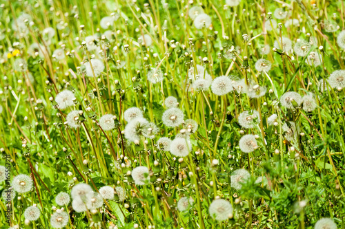 Dandelions on a sunny lawn