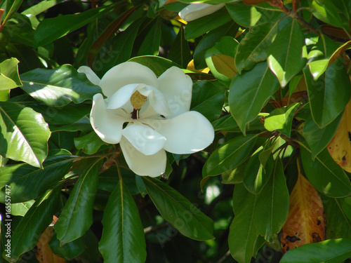 Blooming of white magnolia's flower. Magnolia grandiflora plant