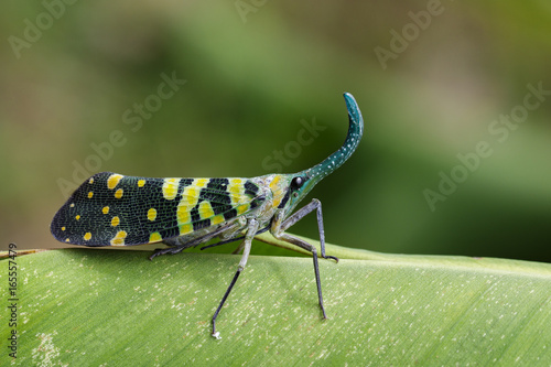 Image of Pyrops viridirostris (Westwood, 1848) on green leaves. Insect Animal photo