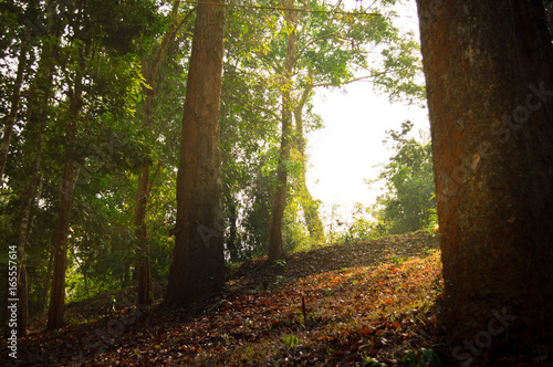 Morning sun light and beautiful trees.Big trees in the forest.