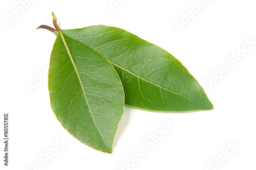 Fresh laurel leaf isolated on white background
