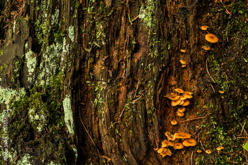 Stump in the forest covered with moss and mushrooms. Wooden bark texture.