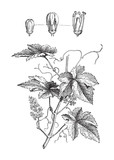Common Grape Vine (Vitis vinifera) - vintage illustration