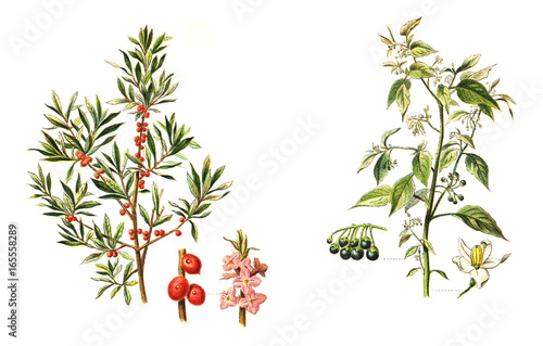 Fotografija left Mezereon (Daphne Mezereum) and right European Black Nightshade (Solanum nig