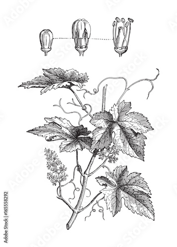 Common Grape Vine (Vitis vinifera) - vintage illustration