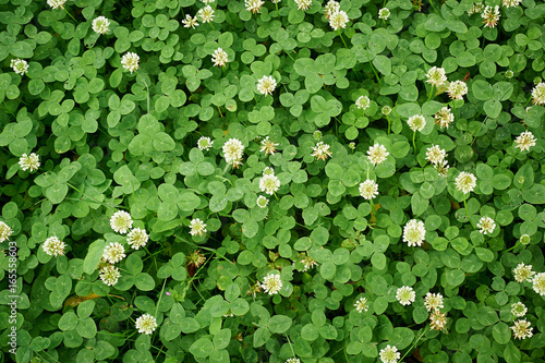 Wallpaper Mural Blooming white clover. Texture Replacement lawn Torontodigital.ca